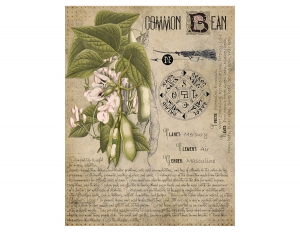 Common Bean