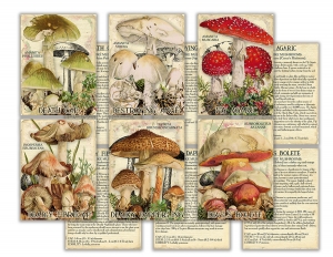 Poisonous Mushrooms Index